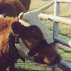 NRS Strap On Muley Horns 5 NRS Strap On Muley Horns -Nrs World ropinghorn2